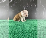 Small Photo #40 Boston Terrier Puppy For Sale in TULARE, CA, USA