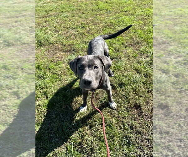 Medium Photo #2 Mutt Puppy For Sale in Evansville, IN, USA