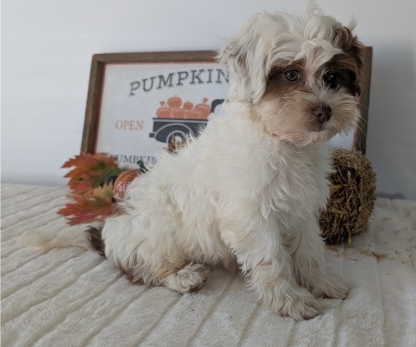 Medium Photo #46 ShihPoo Puppy For Sale in GOSHEN, IN, USA