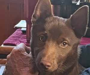 Schipperke Puppy for sale in CARROLLTON, GA, USA