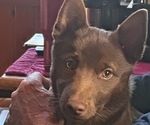 Image preview for Ad Listing. Nickname: BROWNIE
