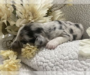 Miniature Australian Shepherd Puppy for Sale in OCALA, Florida USA