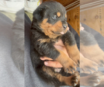 Small Photo #2 Rottweiler Puppy For Sale in WALLINGFORD, CT, USA