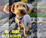 Small Poodle (Miniature) Mix