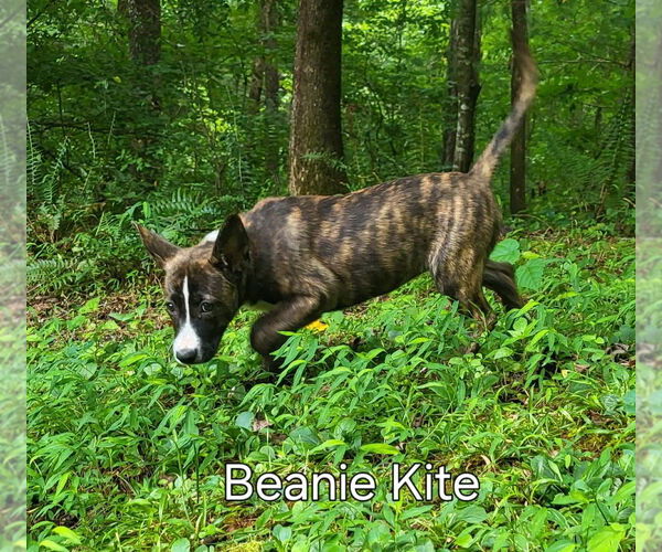 Medium Photo #7 Mutt Puppy For Sale in Ellijay, GA, USA