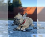 Small #2 French Bulldog