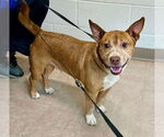 Small Cardigan Welsh Corgi-Staffordshire Bull Terrier Mix