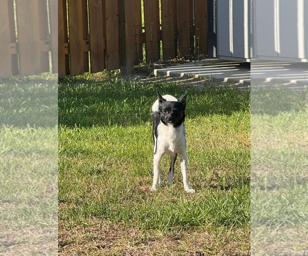 Medium Photo #3 Chihuahua-Unknown Mix Puppy For Sale in Spring Lake, NC, USA