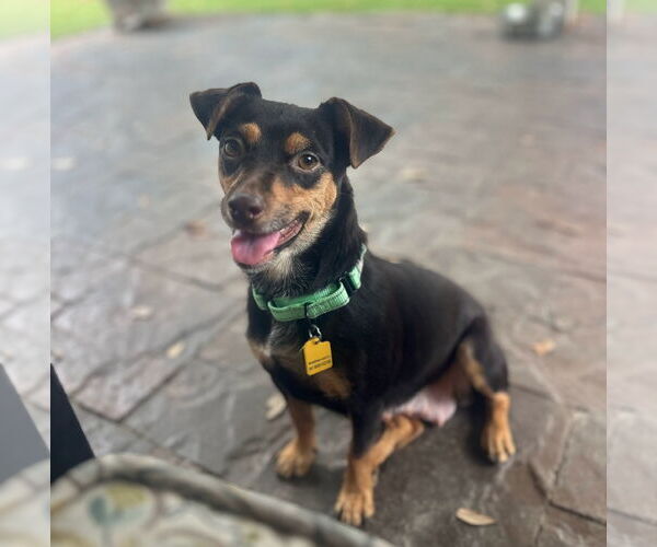 Medium Photo #10 Rat-Cha Puppy For Sale in Princeton, MN, USA