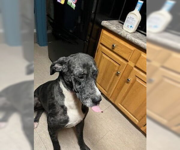 Medium Photo #5 Great Dane Puppy For Sale in Buffalo, MN, USA