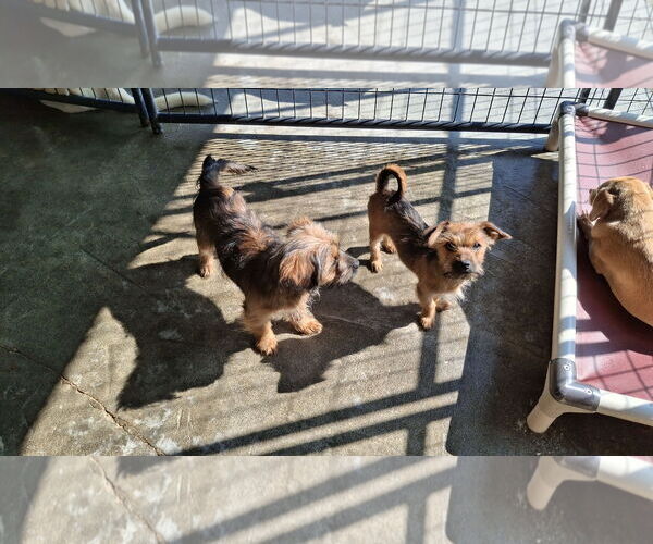 Medium Photo #7 Mutt Puppy For Sale in Sebec, ME, USA