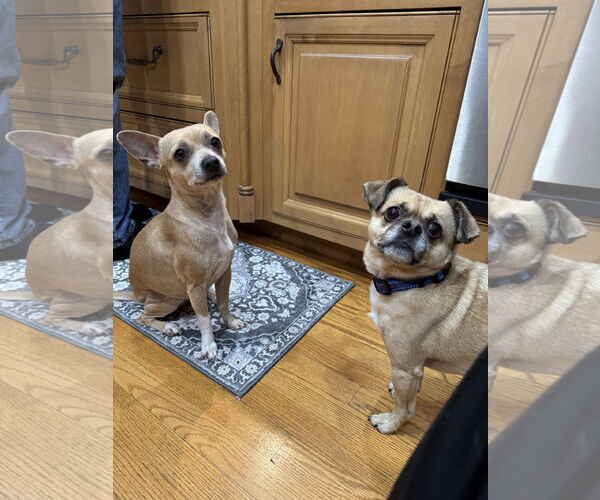 Medium Photo #5 Chihuahua-Unknown Mix Puppy For Sale in Rockaway, NJ, USA