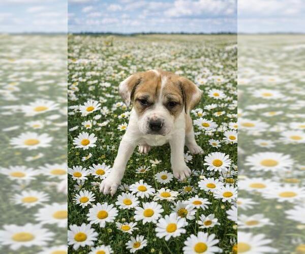 Medium Photo #1 Catahoula Leopard Dog-Unknown Mix Puppy For Sale in Globe, AZ, USA