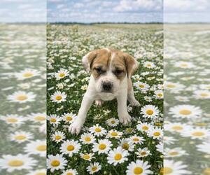 Catahoula Leopard Dog-Unknown Mix Dogs for adoption in Globe, AZ, USA