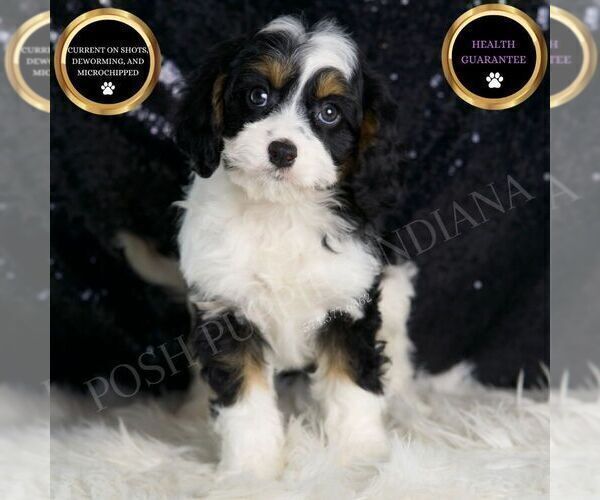 Medium Photo #2 Cavapoo Puppy For Sale in WARSAW, IN, USA