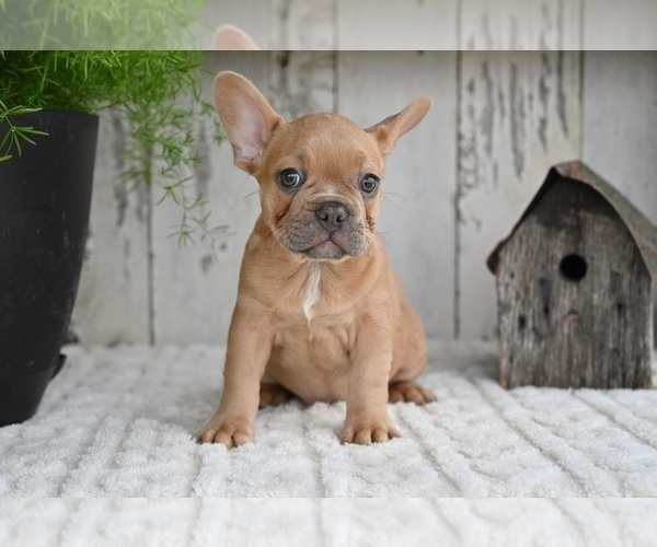 Medium Photo #1 French Bulldog Puppy For Sale in MILLERSBURG, OH, USA