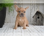 Image preview for Ad Listing. Nickname: Buster