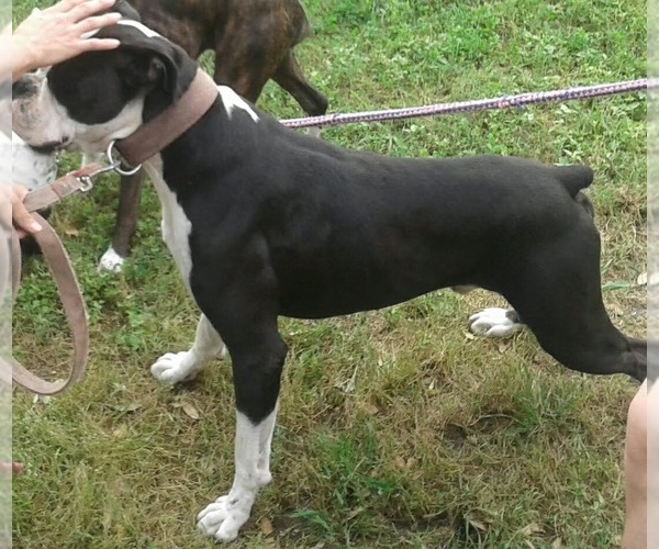 Medium Photo #1 Boxer Puppy For Sale in VICTORIA, TX, USA