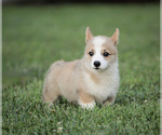 Small Photo #20 Pembroke Welsh Corgi Puppy For Sale in ELKTON, KY, USA