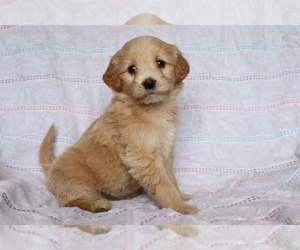 Goldendoodle (Miniature) Puppy for sale in SHILOH, OH, USA