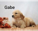 Litter of 4 - Male Golden RetrieverLitter of Puppies for Sale - Photo #14