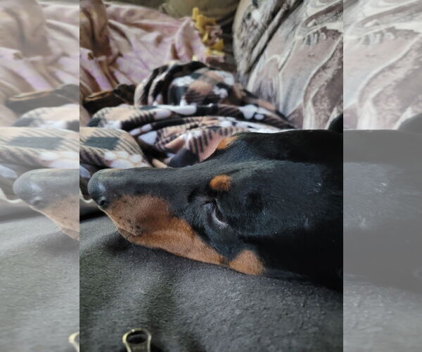 Medium Photo #5 Doberman Pinscher Puppy For Sale in Minneaoplis, MN, USA