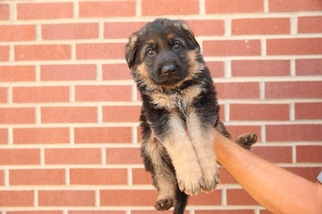 Medium German Shepherd Dog