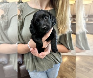 Dachshund Puppy for sale in MONTROSE, CO, USA