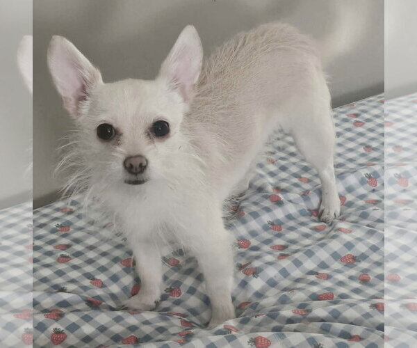 Medium Photo #1 Chihuahua-Unknown Mix Puppy For Sale in Westwood, NJ, USA