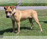 Small #1 Boxer Mix