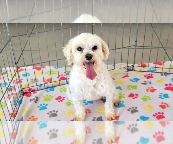 Medium Photo #9 Maltese Puppy For Sale in ORO VALLEY, AZ, USA