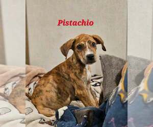 Labrador Retriever-Unknown Mix Dogs for adoption in Sheboygan, WI, USA