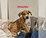 PISTACHO - NUT LITTER - Female Labrador Retriever-Unknown Mix Dog for Adoption - Small photo