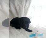 Puppy Light blue German Shepherd Dog
