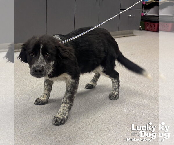 Medium Photo #3 Retriever -Unknown Mix Puppy For Sale in Washington, DC, USA