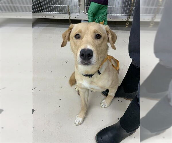 Medium Photo #2 Labsky Puppy For Sale in Fairbanks, AK, USA