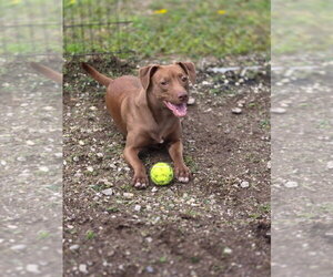 Mutt Dogs for adoption in Crandall, GA, USA