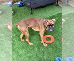 Small #1 Boxer