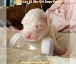 Small Photo #8 Dogo Argentino Puppy For Sale in PINEVILLE, MO, USA