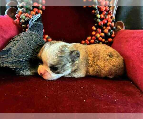 Medium Photo #2 Chihuahua Puppy For Sale in NEWVILLE, PA, USA