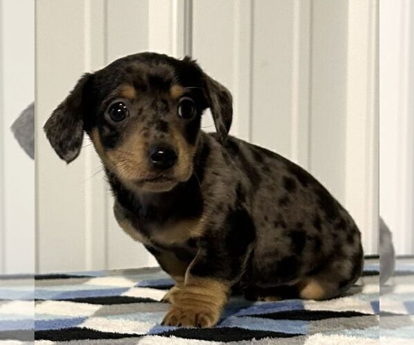 Medium Photo #2 Dachshund Puppy For Sale in FREDONIA, PA, USA