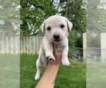 Small #15 Mutt