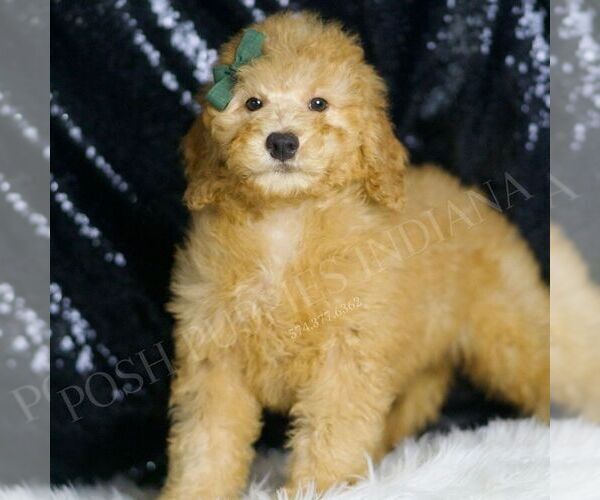 Medium Photo #5 Goldendoodle (Miniature) Puppy For Sale in WARSAW, IN, USA