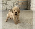 Small #27 Labradoodle