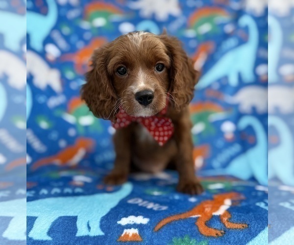 Medium Photo #8 Cavapoo (Miniature) Puppy For Sale in LAKELAND, FL, USA