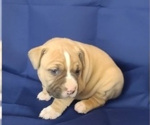 American Bully Puppy for Sale in KOKOMO, Indiana USA