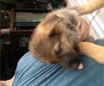 Small Photo #5 German Shepherd Dog Puppy For Sale in VENICE, FL, USA