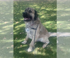 Mastiff Dogs for adoption in Goodyear, AZ, USA