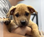 Small #1 Labrador Retriever Mix