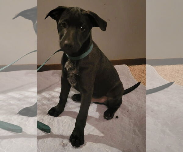 Medium Photo #20 Mutt Puppy For Sale in Germantown, OH, USA